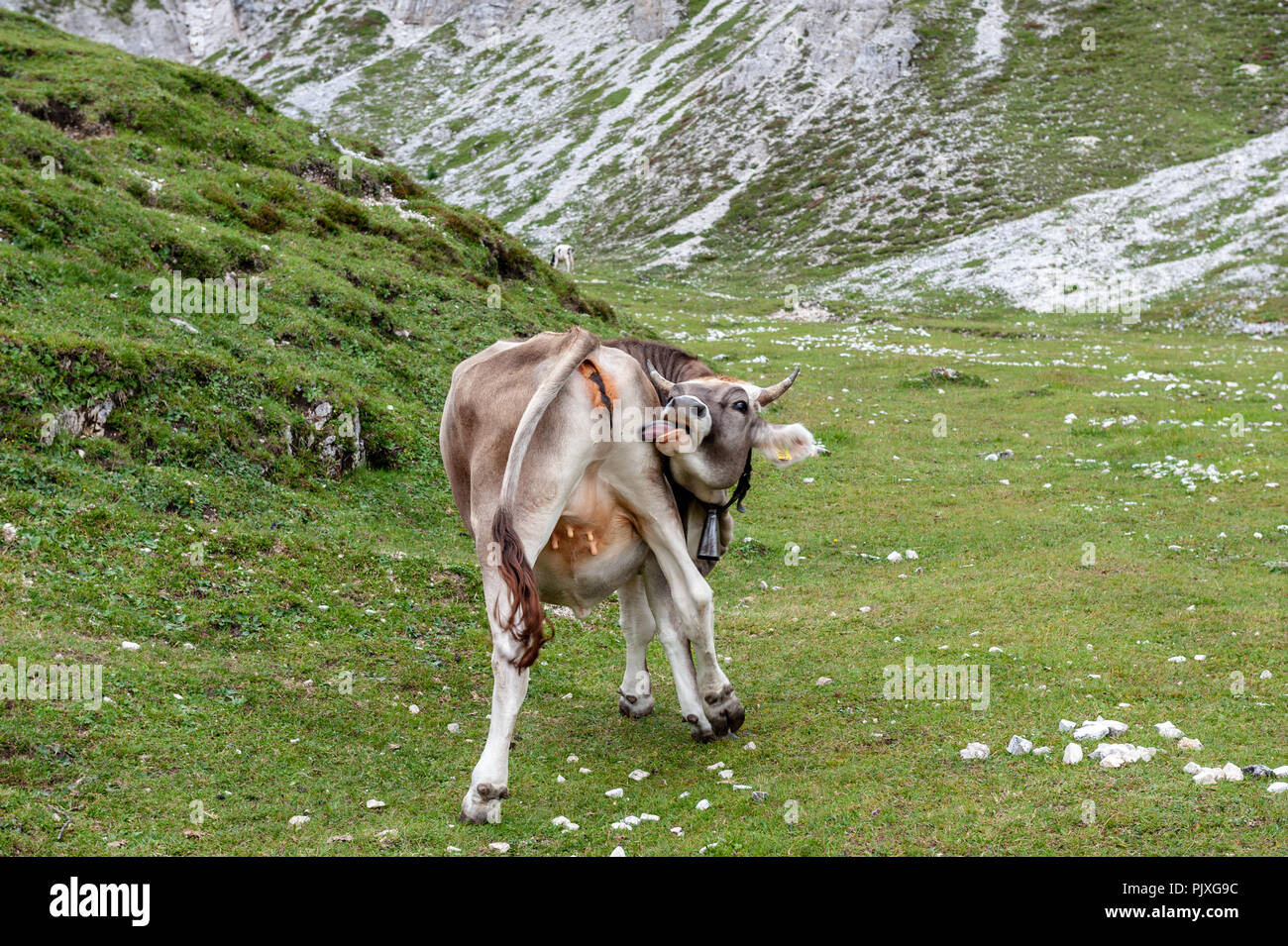 Una mucca leccare il suo retro di pascolare su un prato di alta montagna in Tre Cime Parco Nazionale delle Dolomiti italiane un pomeriggio estivo Foto Stock