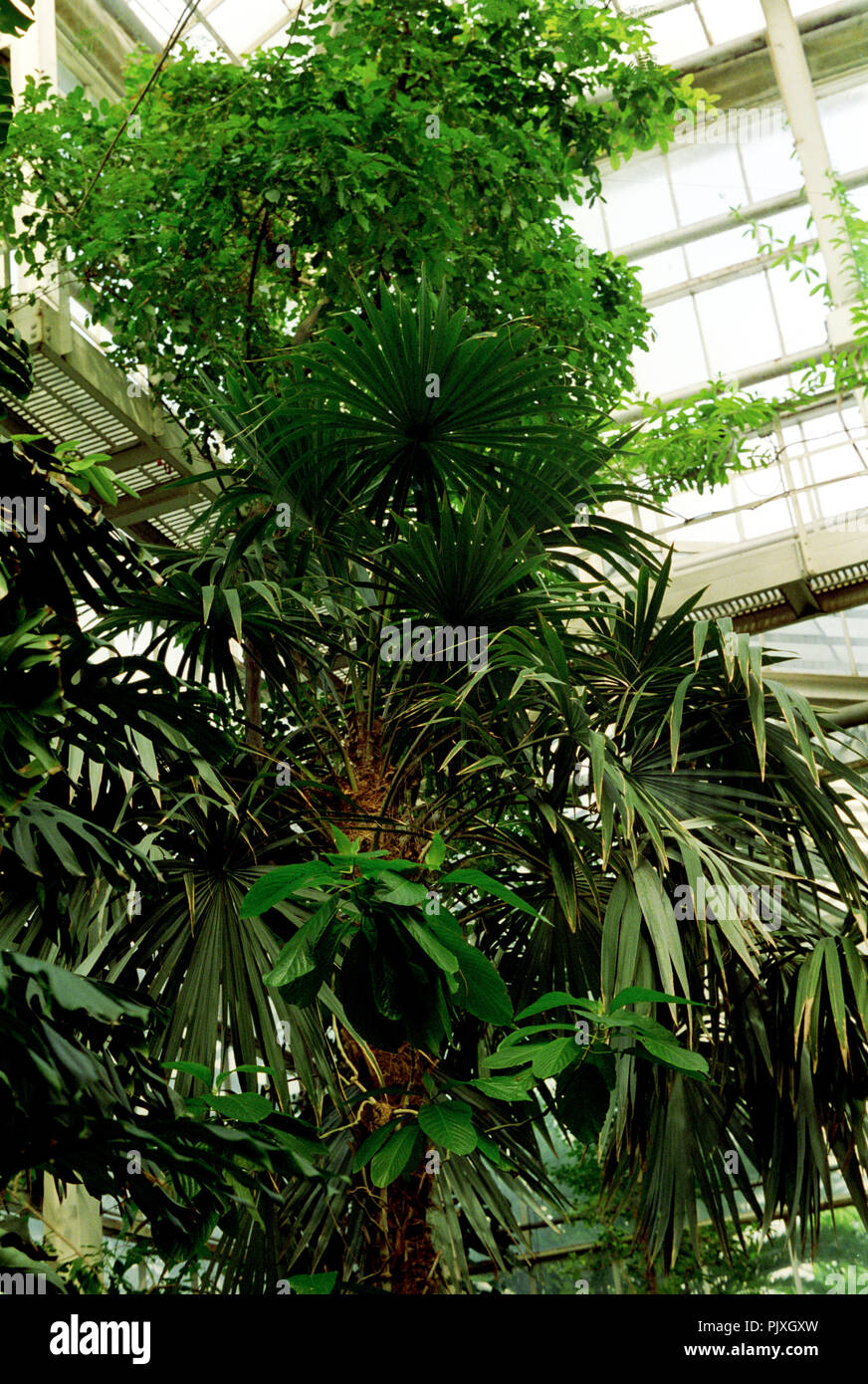 Il National Botanic Garden del Belgio in Meise (Belgio, 05/1992) Foto Stock