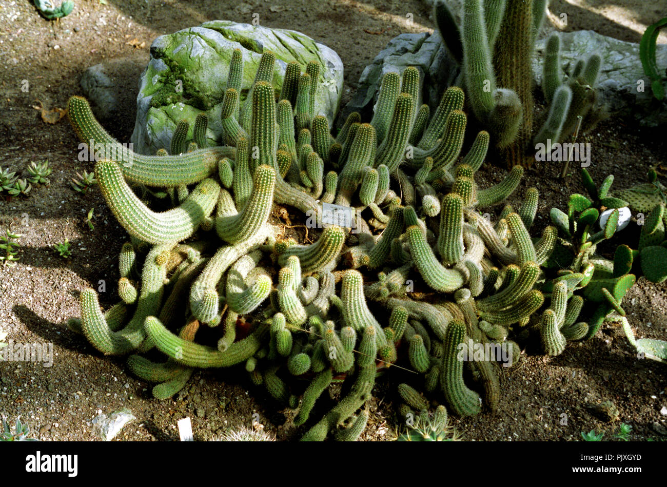 Il National Botanic Garden del Belgio in Meise (Belgio, 05/1992) Foto Stock