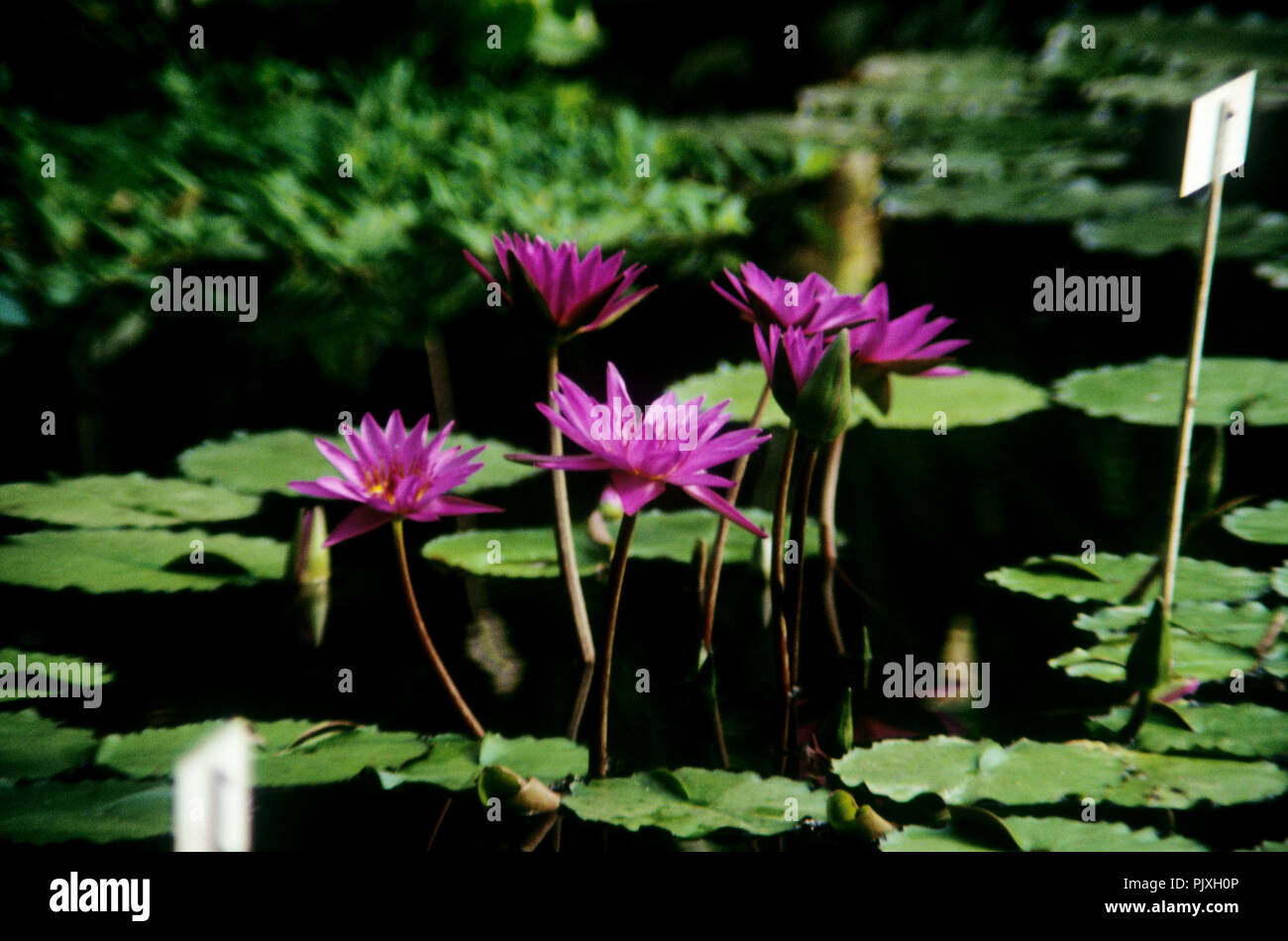 Il National Botanic Garden del Belgio in Meise (Belgio, 05/1992) Foto Stock