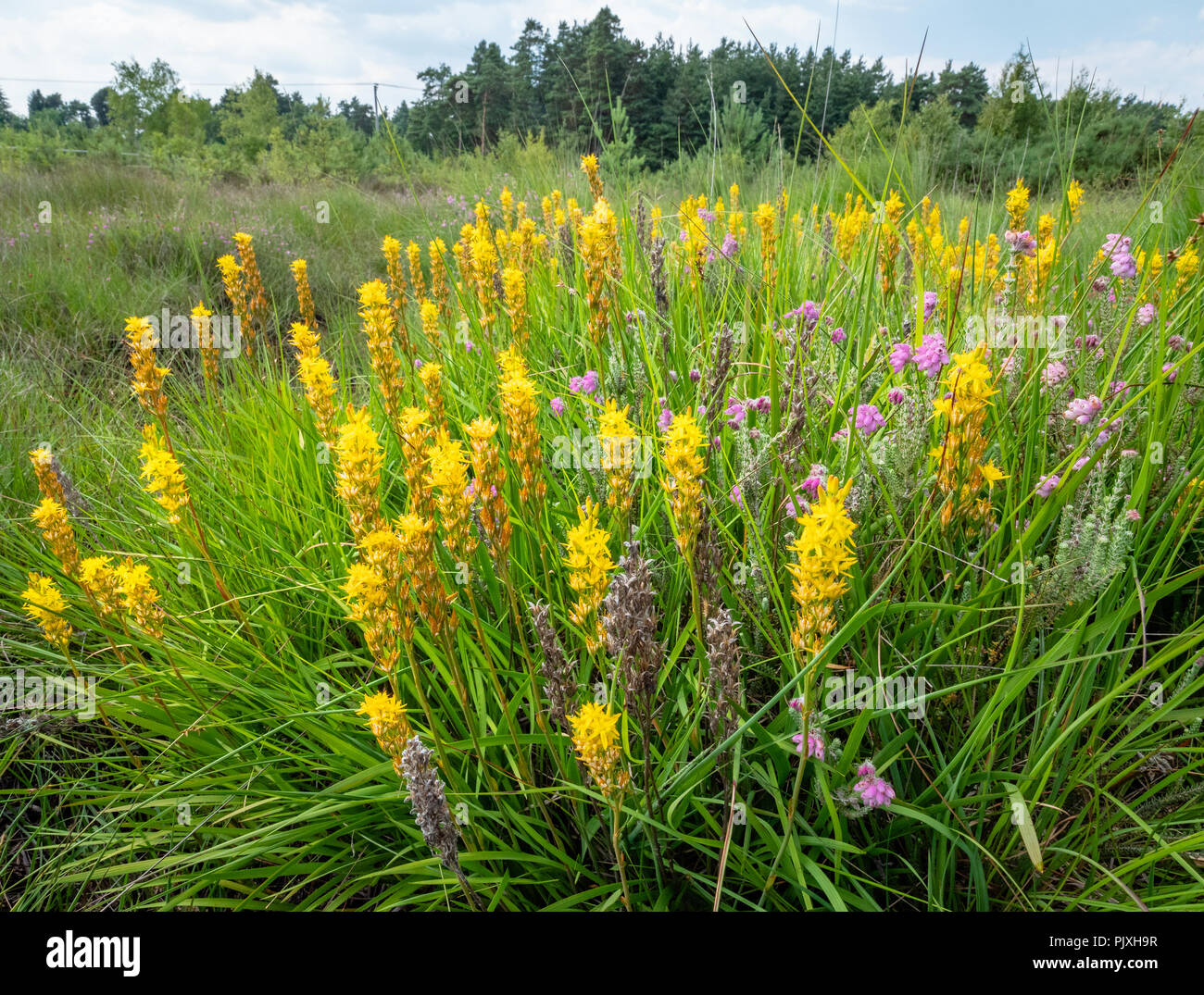 I picchi di giallo di bog asphodel (Narthecium ossifragum) nella pianura bagnata heath a comune Thursley Riserva Naturale Nazionale, SURREY REGNO UNITO Foto Stock