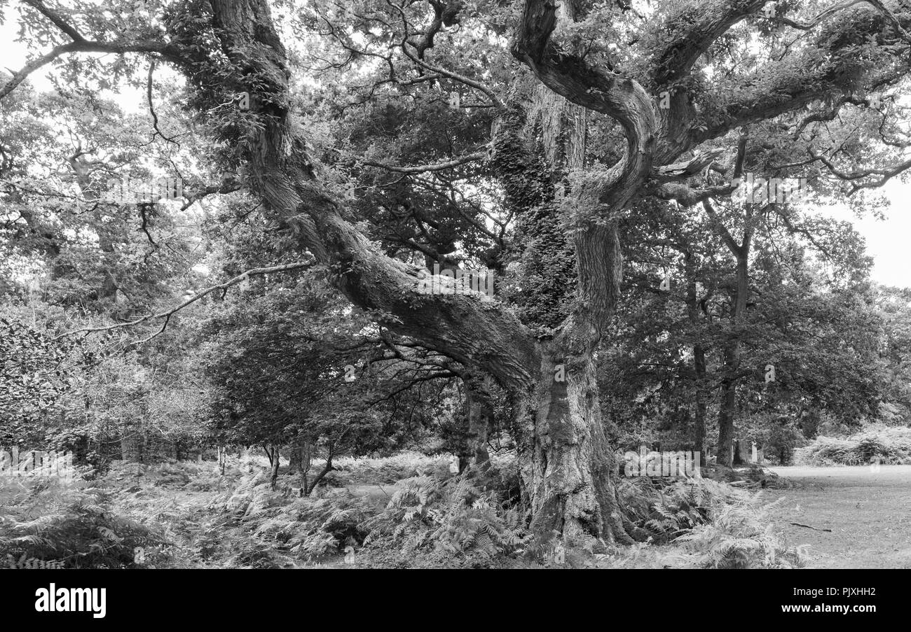 Vecchio albero nella nuova foresta Foto Stock