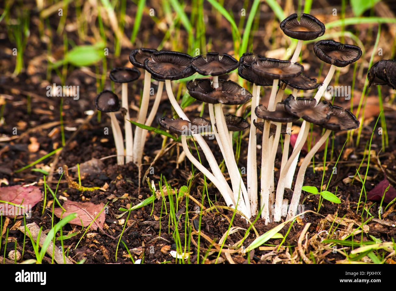 Un gruppo di piccoli funghi Foto Stock