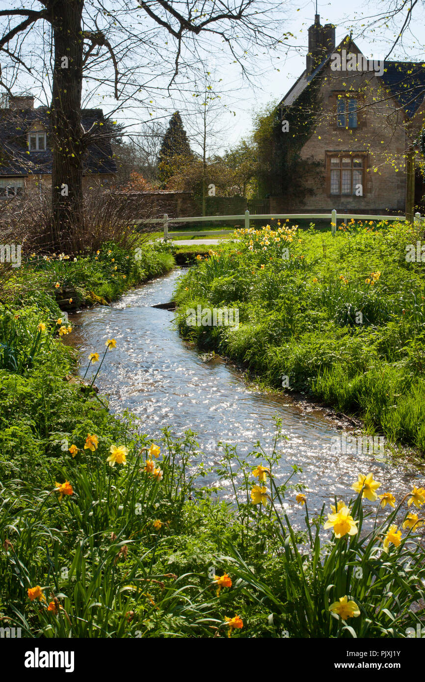 La molla narcisi che termina in streaming in villaggio Costwold di Swinford,Oxfordshire,Inghilterra Foto Stock