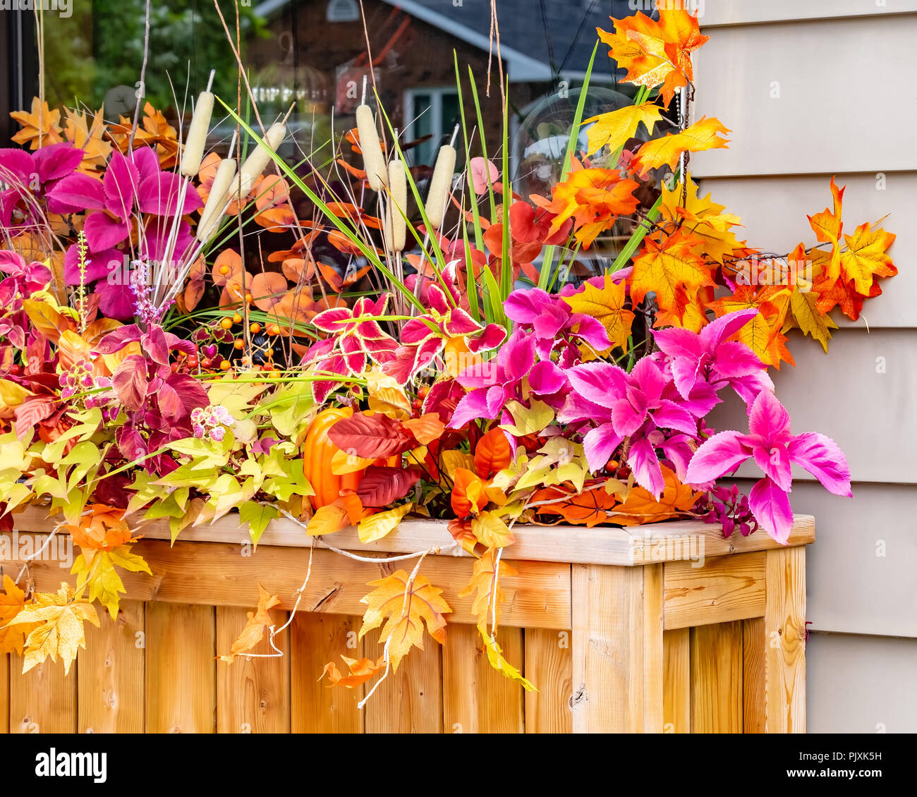 Casella di finestra di visualizzazione di una grande varietà di piante che hanno colori associati con fogliame di autunno. Foto Stock