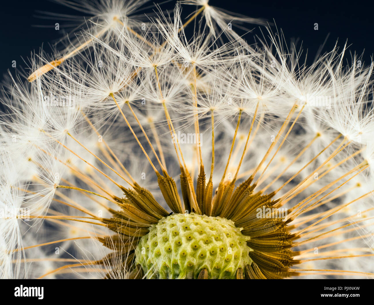 Tarassaco Taxaxacum officinale seme head in primo piano Foto Stock