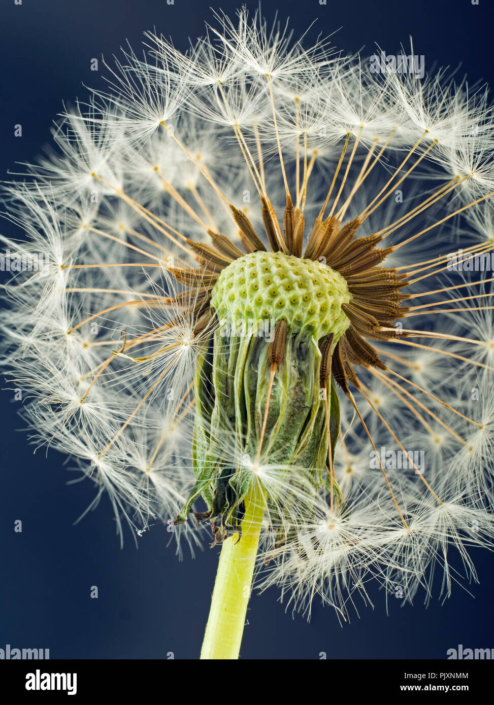 Tarassaco Taxaxacum officinale seme head in primo piano Foto Stock