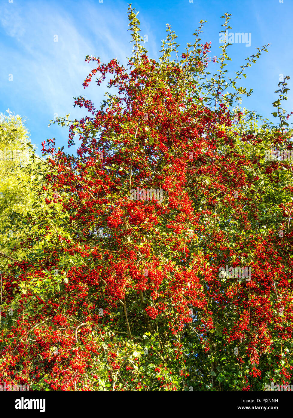 La fruttificazione Albero di biancospino (Crataegus monogyna) in autunno. Foto Stock