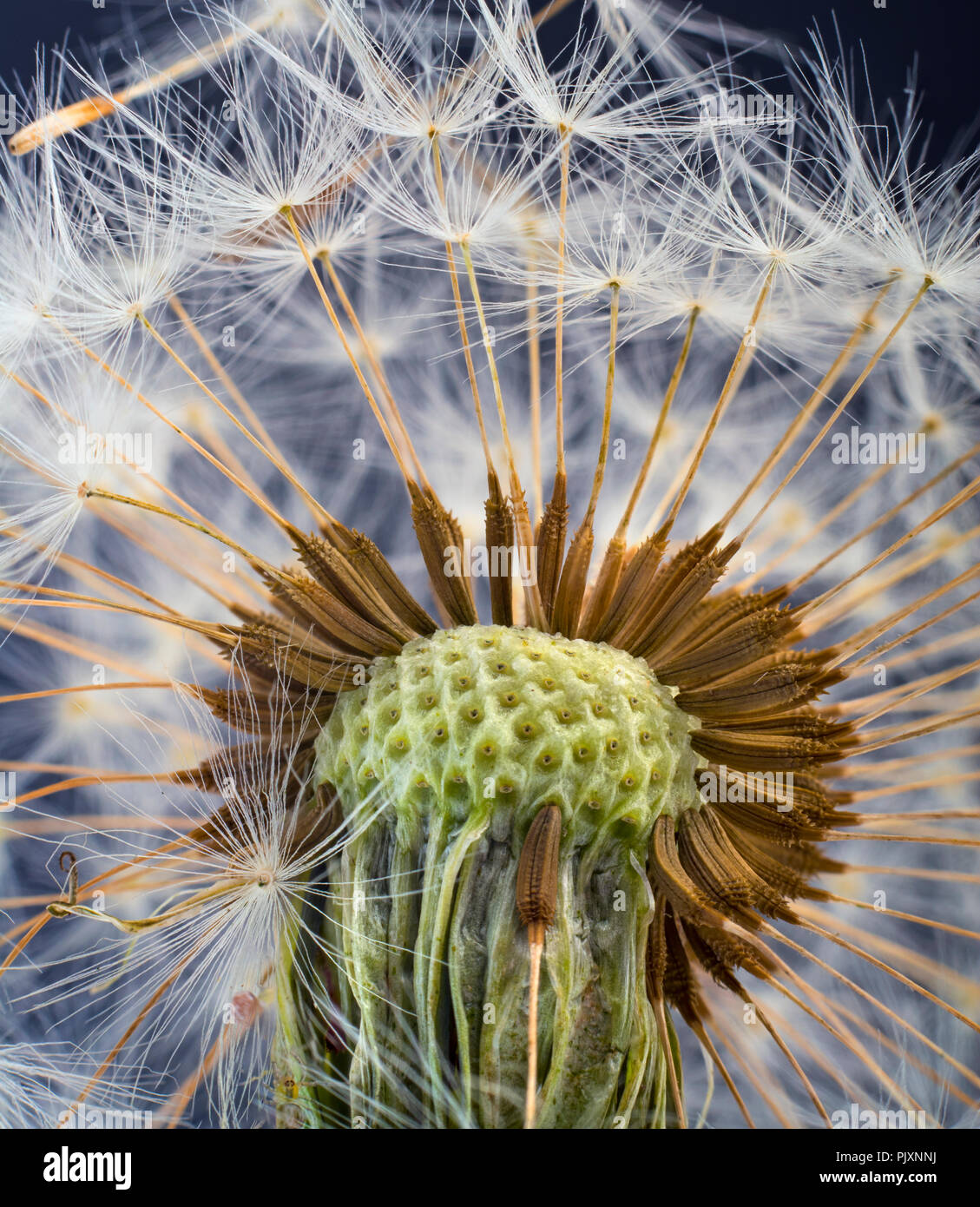 Tarassaco Taxaxacum officinale seme head in primo piano Foto Stock