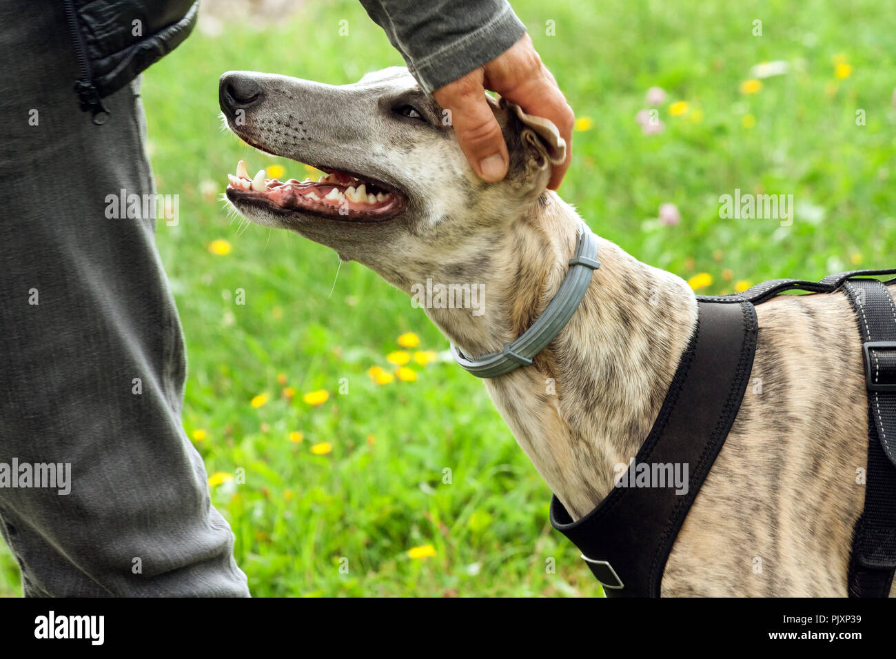 Una razza Whippet cane sta accanto a un uomo in grigio jeans e una giacca nera, close-up di un animale il muso, un uomo colpi alla testa di un animale domestico, beige Foto Stock