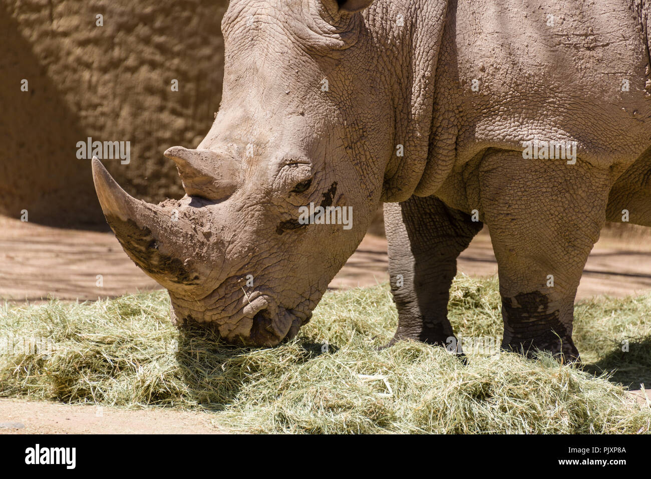 Rinoceronte bianco del Sud presso lo Zoo di Phoenix Foto Stock