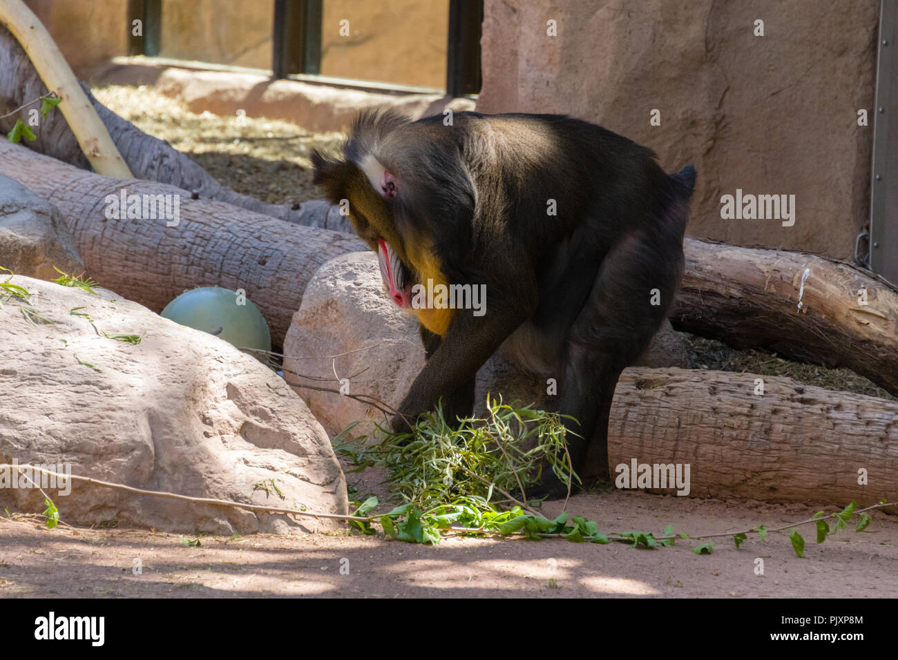 Mandrill in lo Zoo di Phoenix Foto Stock