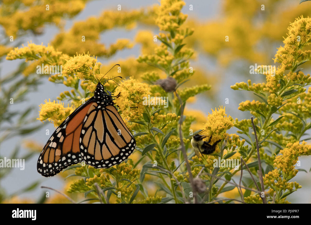 La farfalla e Bee Foto Stock