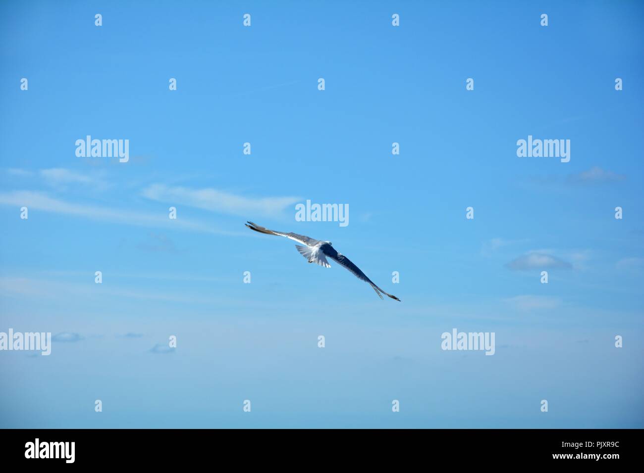 Seagull vola in alto nel cielo blu con un sacco di spazio di testo Foto Stock