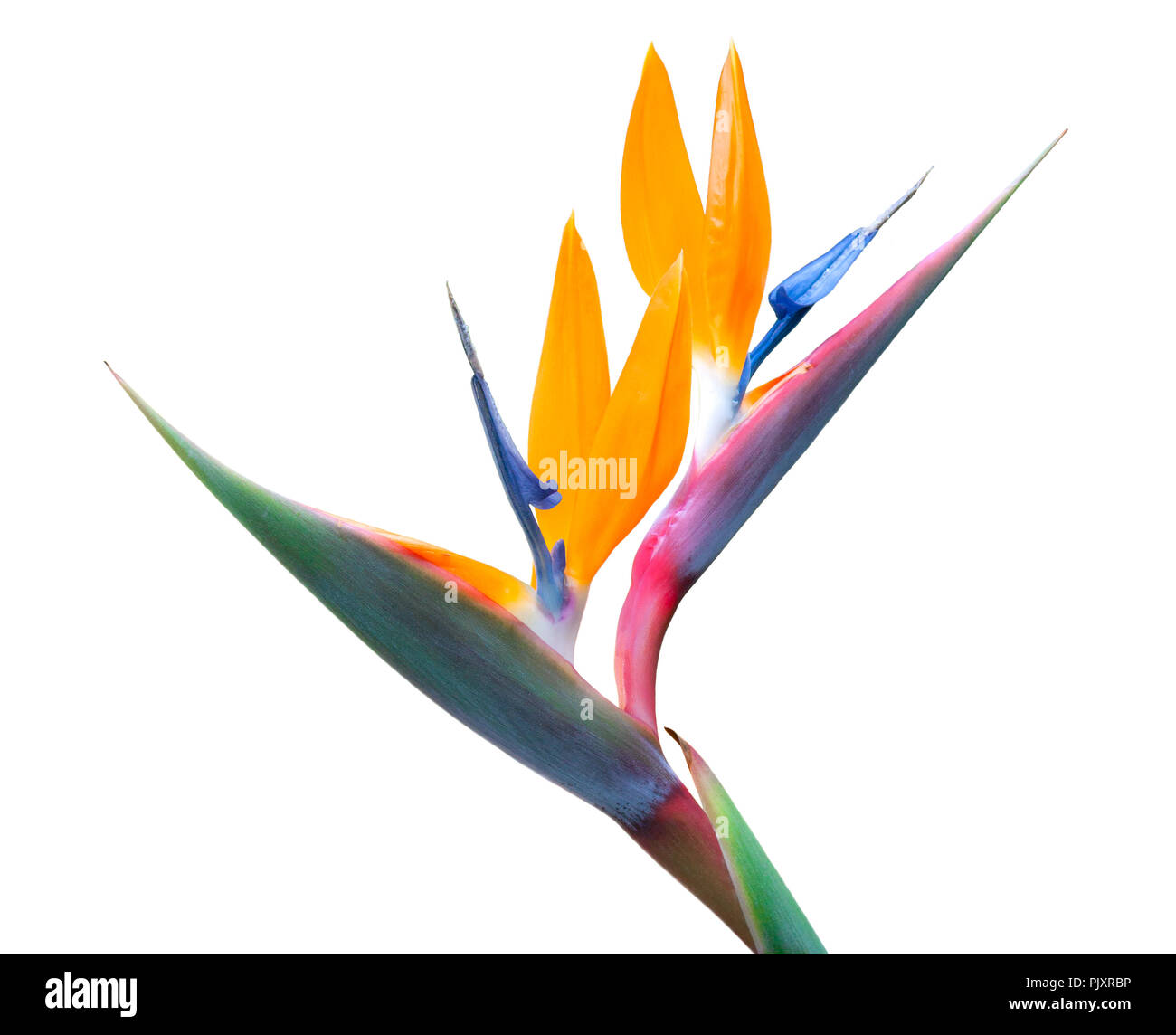 Uccello del paradiso fiori isolati su sfondo bianco Foto Stock