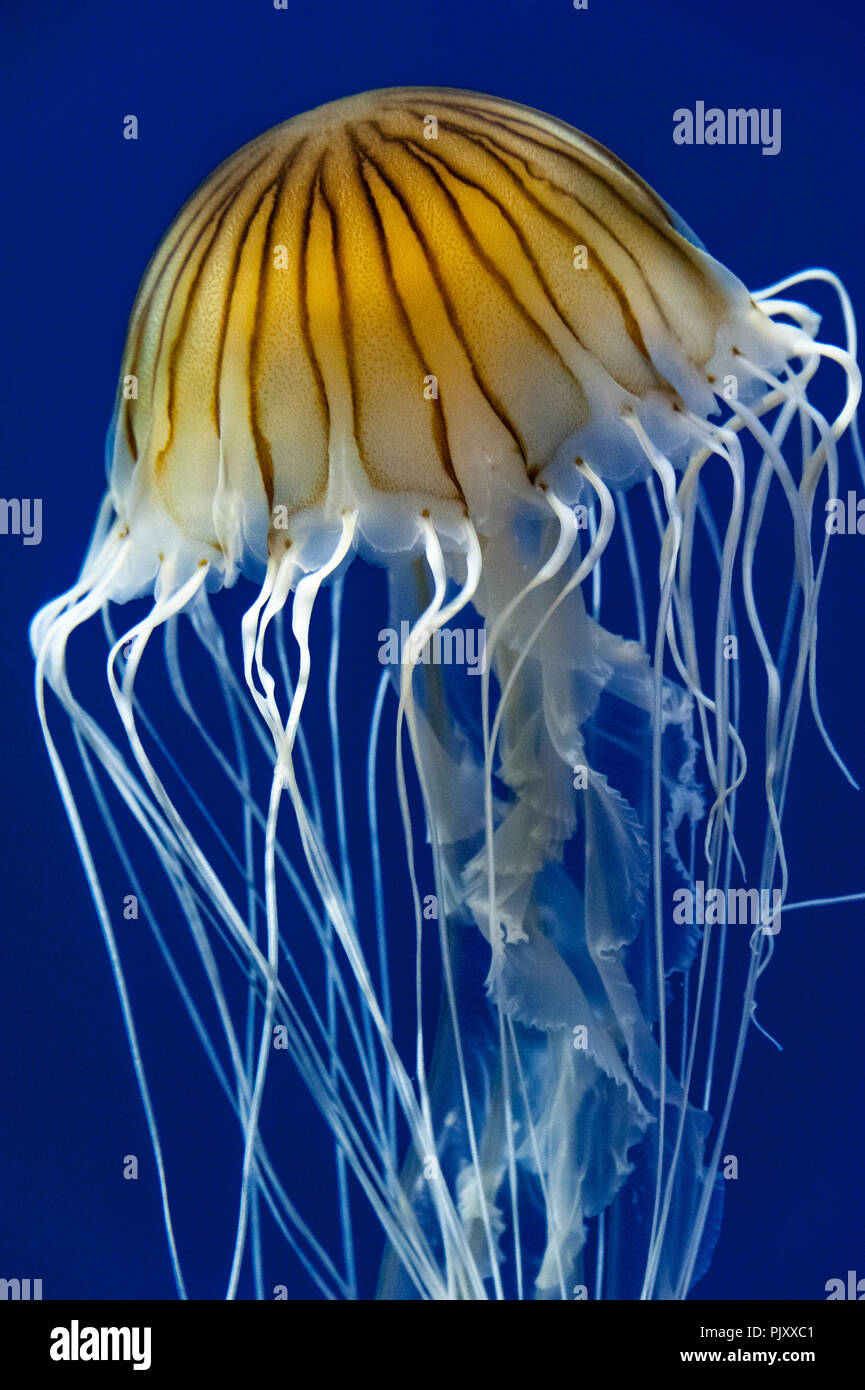 Sud Americana di mare Meduse di ortica al Georgia Aquarium di Atlanta, Georgia. (USA) Foto Stock