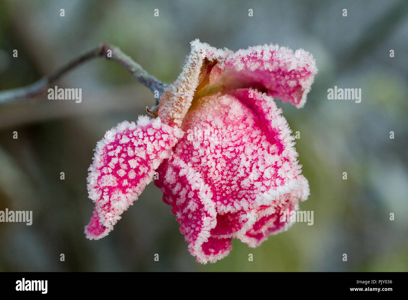 Rose appassite coperto di brina, REGNO UNITO Foto Stock