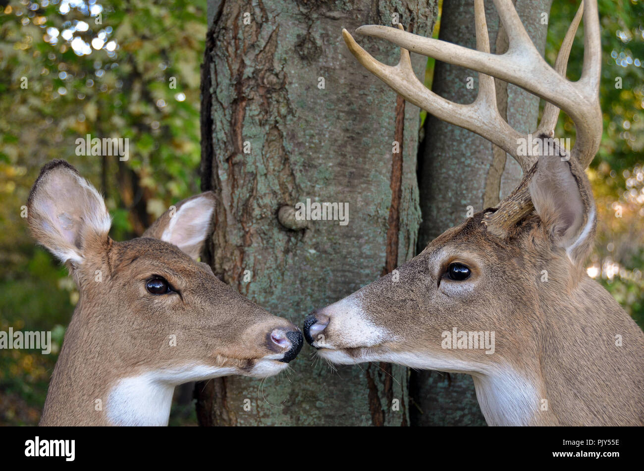 Buck e il DOE culbianco deer naso a naso mediante una struttura ad albero nel bosco Foto Stock