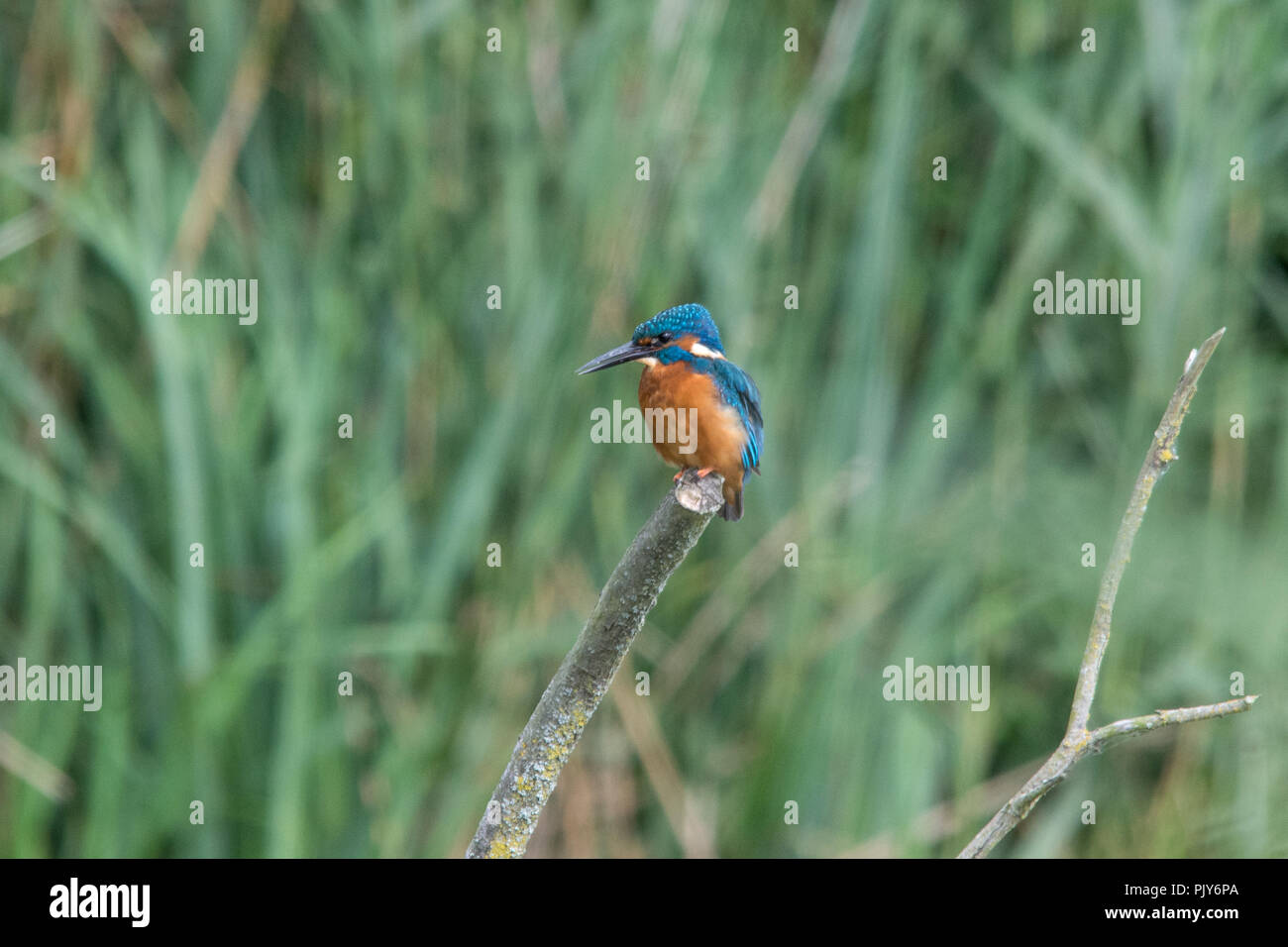 Un incredibile kingfisher (Alcedo atthis) presso il Wildfowl and Wetlands Trust nella riserva naturale del Arundel, West Sussex, Regno Unito. Foto Stock