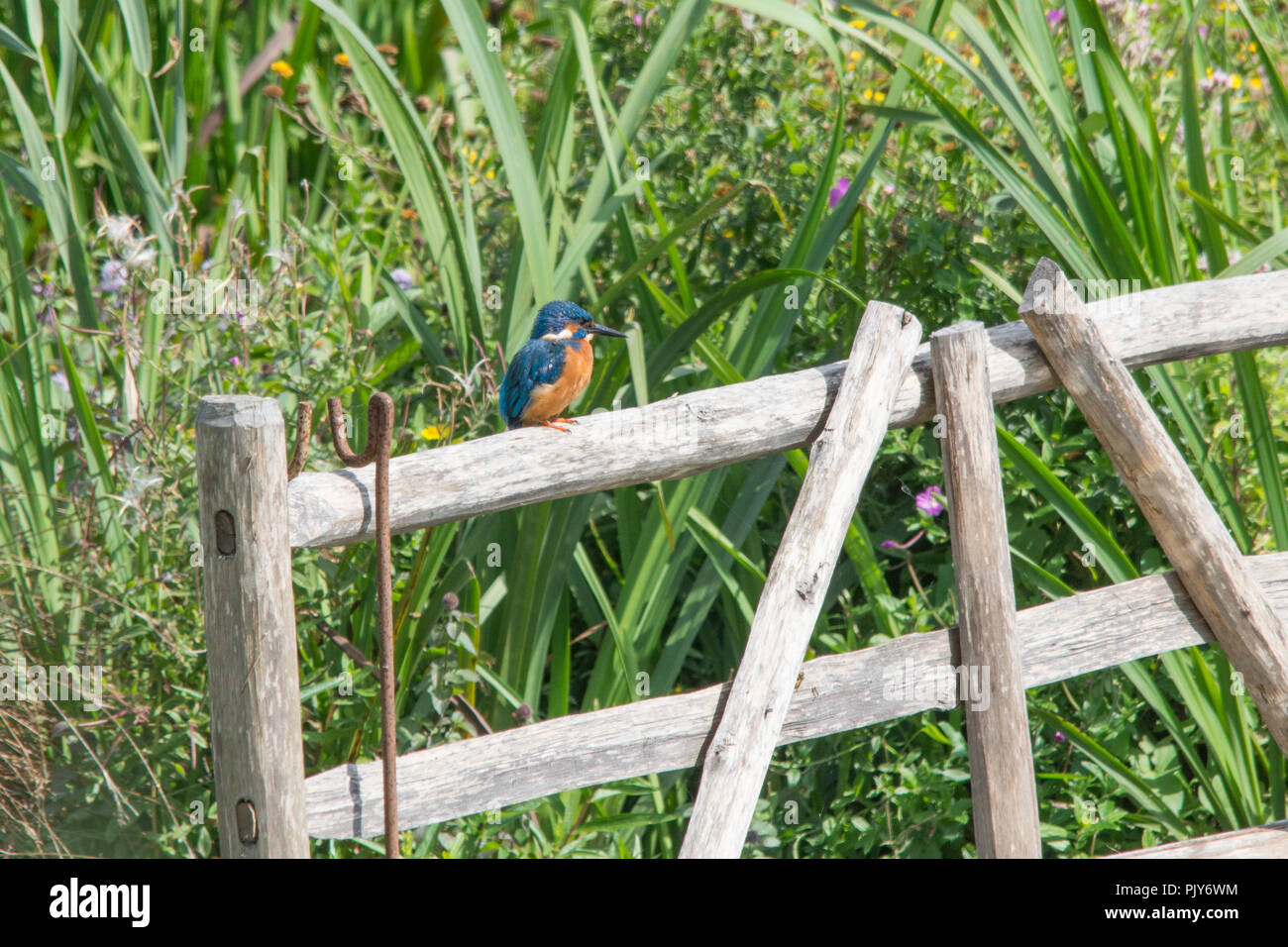 Un incredibile kingfisher (Alcedo atthis) arroccato su un cancello al Wildfowl and Wetlands Trust nella riserva naturale del Arundel, West Sussex, Regno Unito. Foto Stock