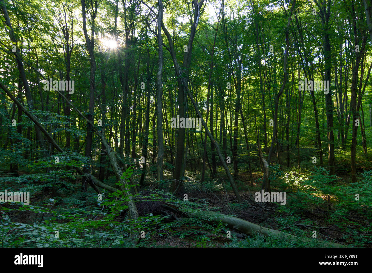 Wien, Vienna: foresta naturale, faggi, alberi caduti, area selvaggia, 16. Ottakring, Wien, Austria Foto Stock