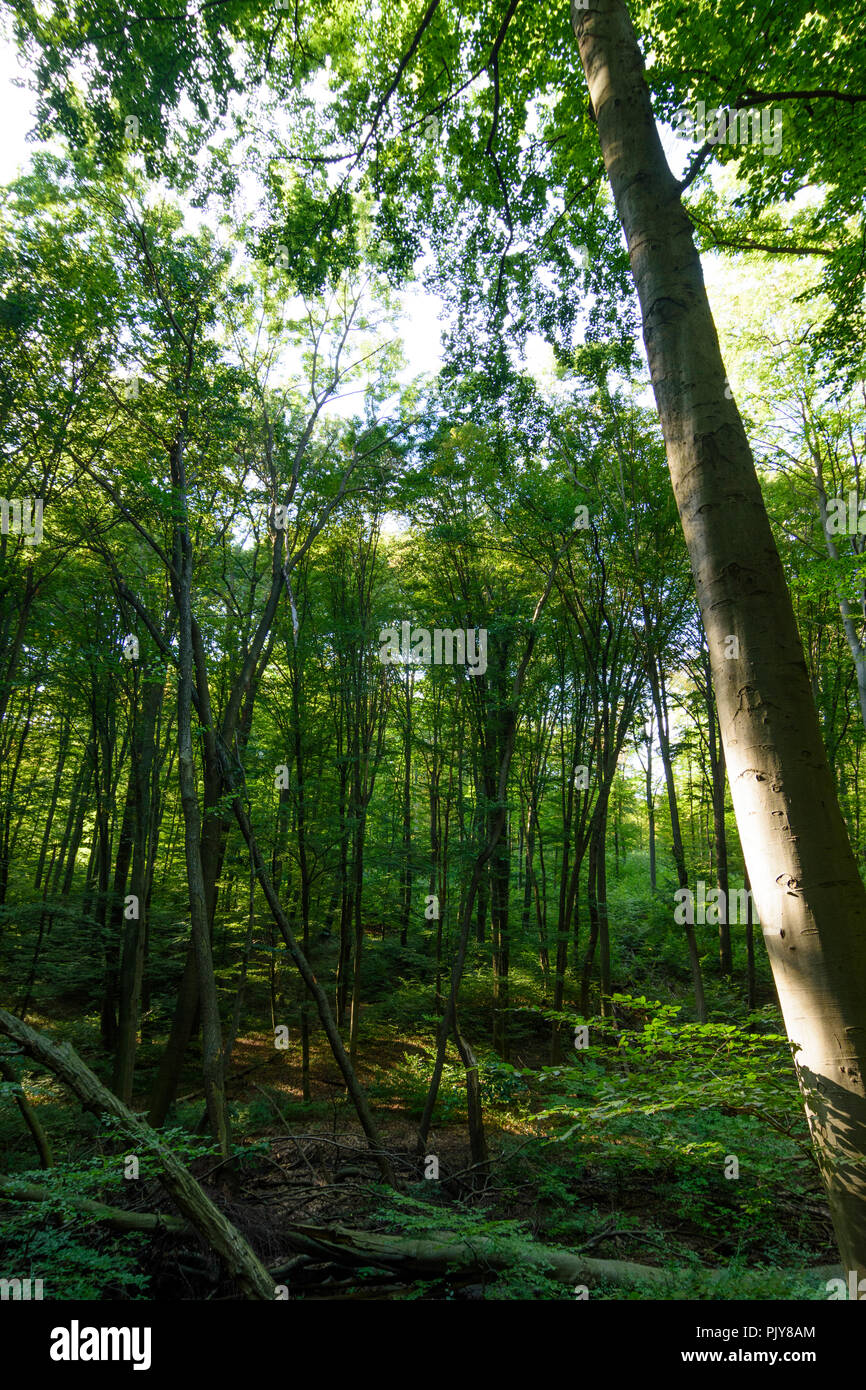 Wien, Vienna: foresta naturale, faggi, alberi caduti, area selvaggia, 16. Ottakring, Wien, Austria Foto Stock