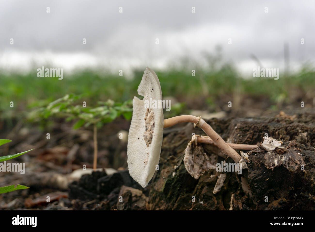 I funghi che crescono su un ceppo di albero. Foto Stock