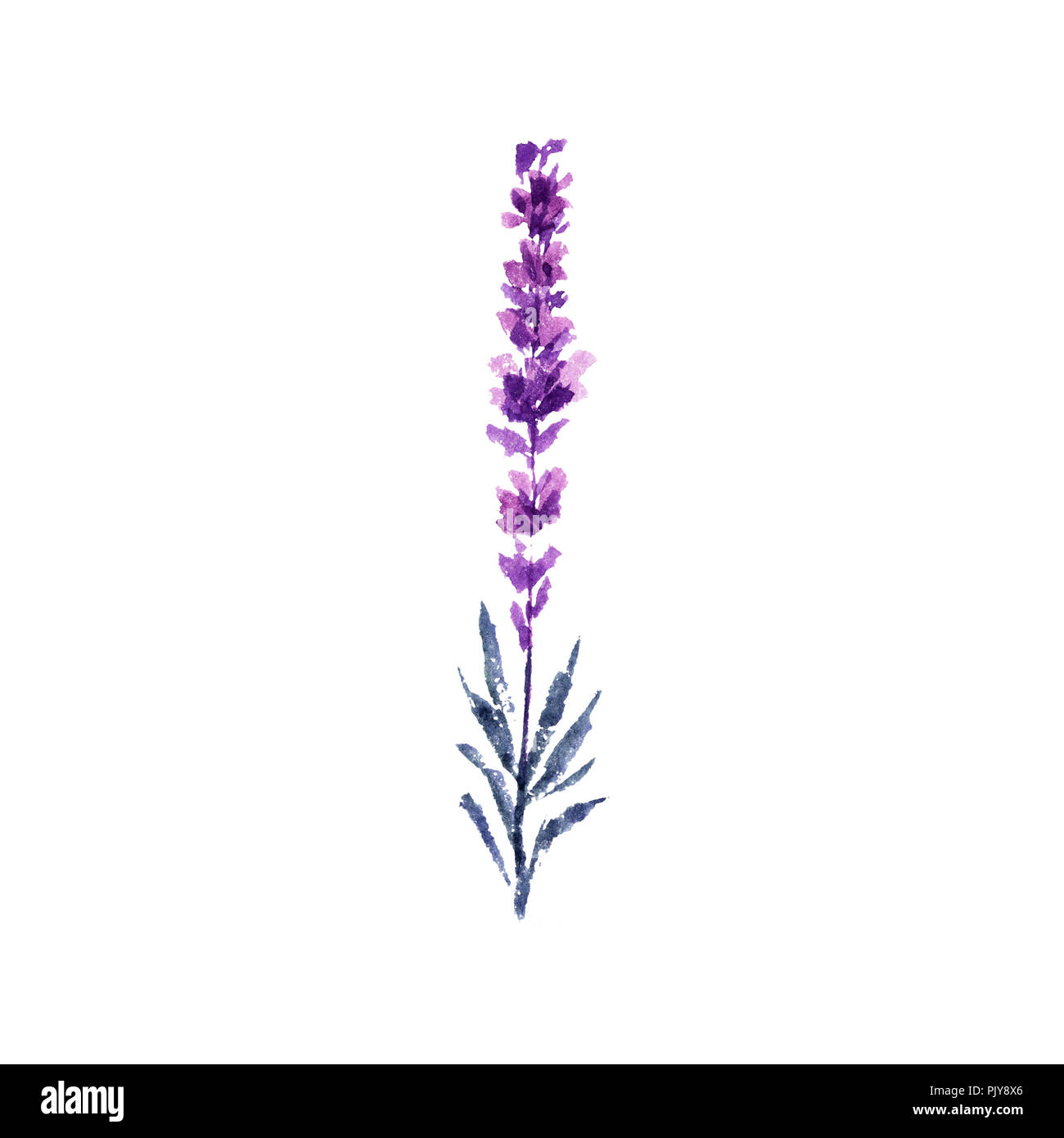 Fiori di lavanda illustrazione ad acquerello. Unico ramoscello di lavanda. Matrimonio inviti e il giorno di San Valentino biglietti di auguri floreali elemento di design. Amore e matrimonio fiore. Raster isolato Foto Stock