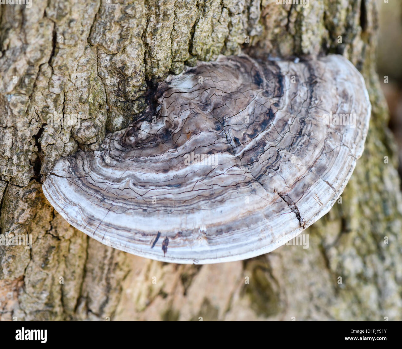 Macro Close Up di alcuni staffa/ripiano Fungo (Basidiomycotina) su un albero Foto Stock