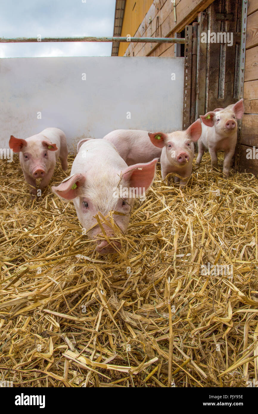 Ferkel - glückliche Schweine Foto Stock