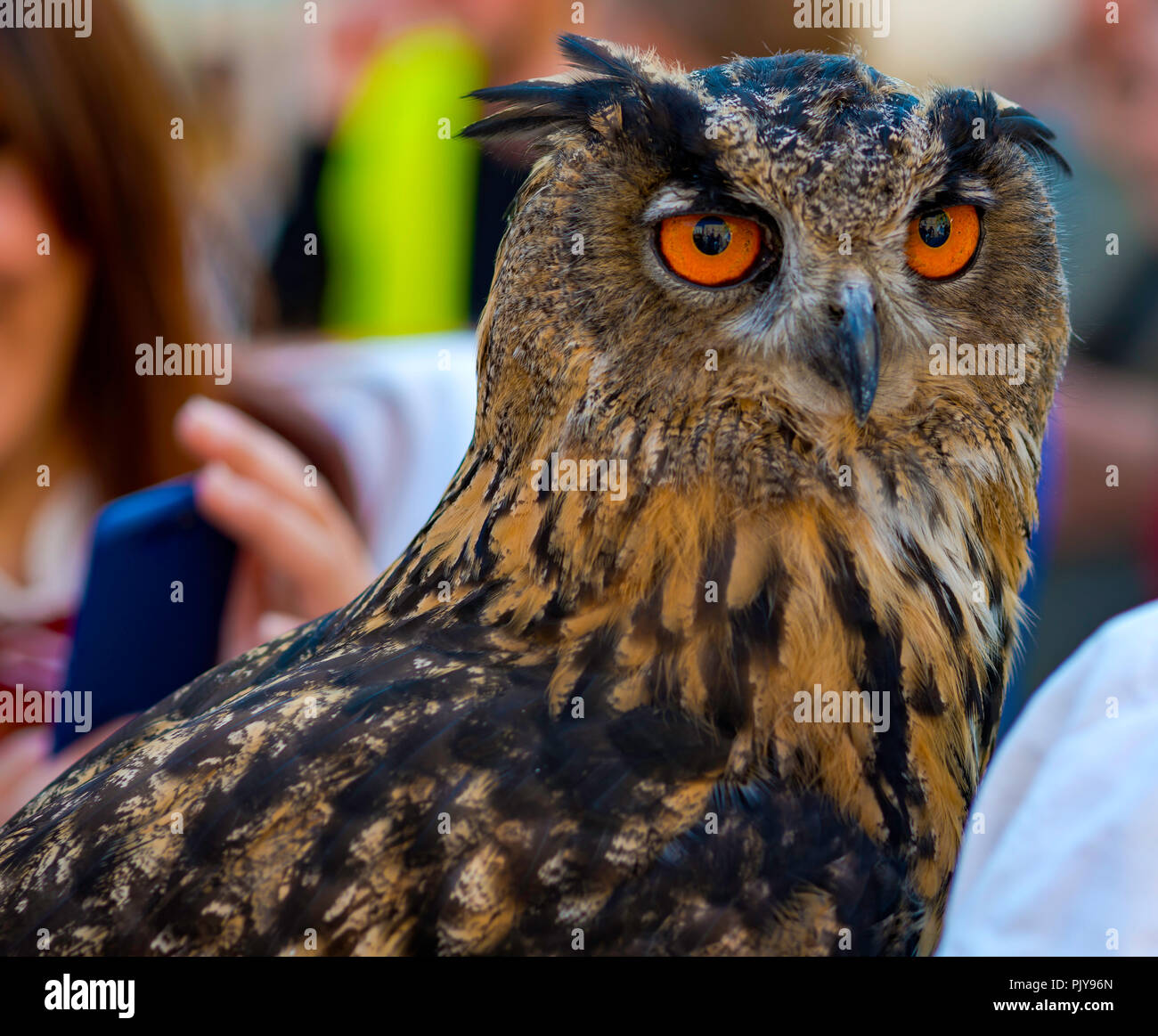 Il gufo seduto sul guanto di falconeria al festival della ricostruzione storica. Foto Stock