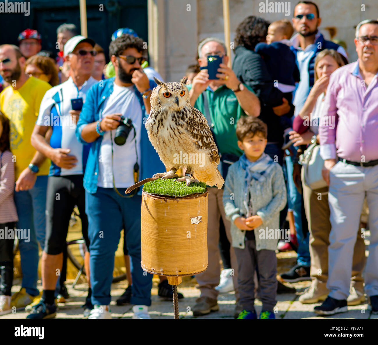 Molfetta, Italia - 1 Ottobre 2017: un gufo reale durante uno spettacolo di falconeria a Molfetta la piazza principale. Il pubblico assiste il volo del raptor Foto Stock