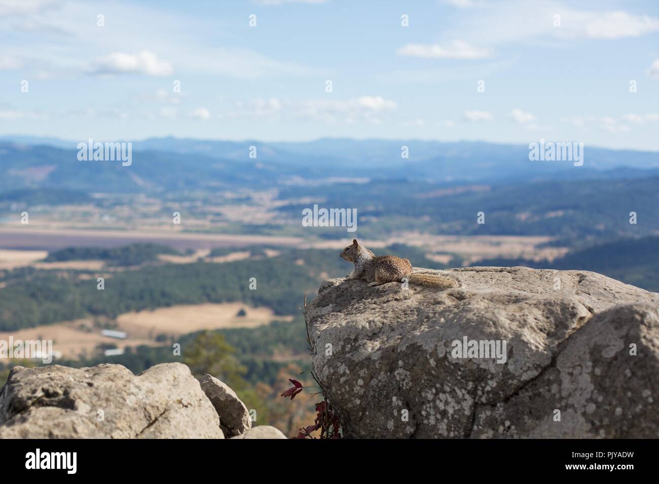 Uno scoiattolo sembra godere della vista dalla cima di Spencer Butte a Eugene, Oregon, Stati Uniti. Foto Stock