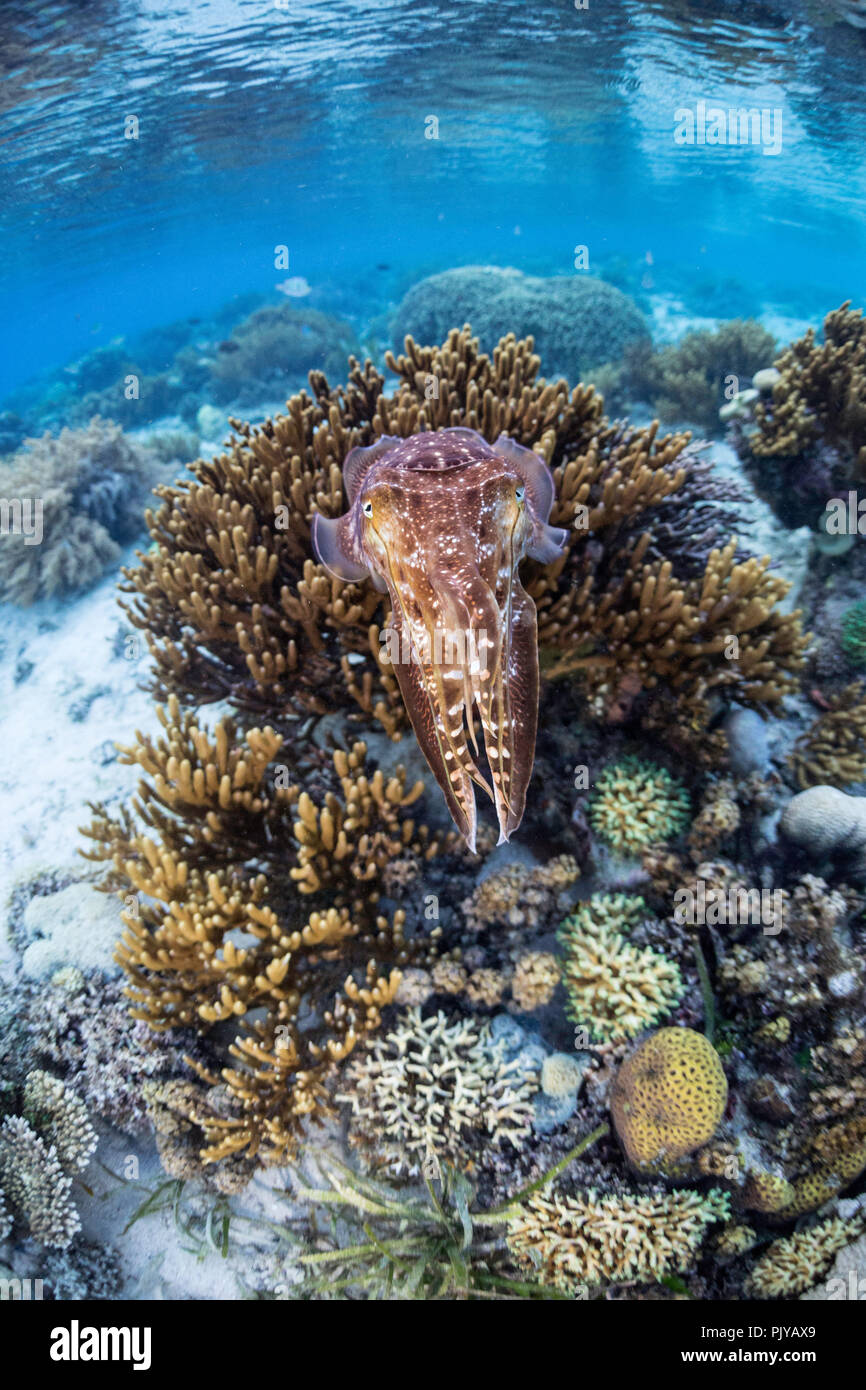 Un adulto broadclub Le Seppie Sepia latimanus, sulla barriera corallina di Sebayur isola mare Flores, Indonesia Foto Stock