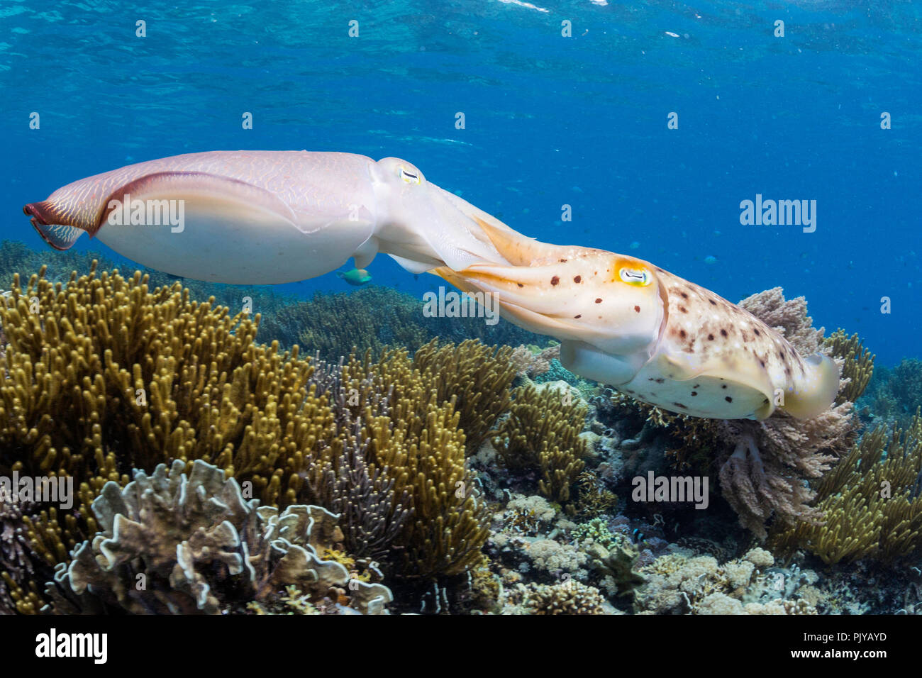 Adulto broadclub Le Seppie Sepia latimanus, coniugata su Sebayur isola mare Flores, Indonesia Foto Stock