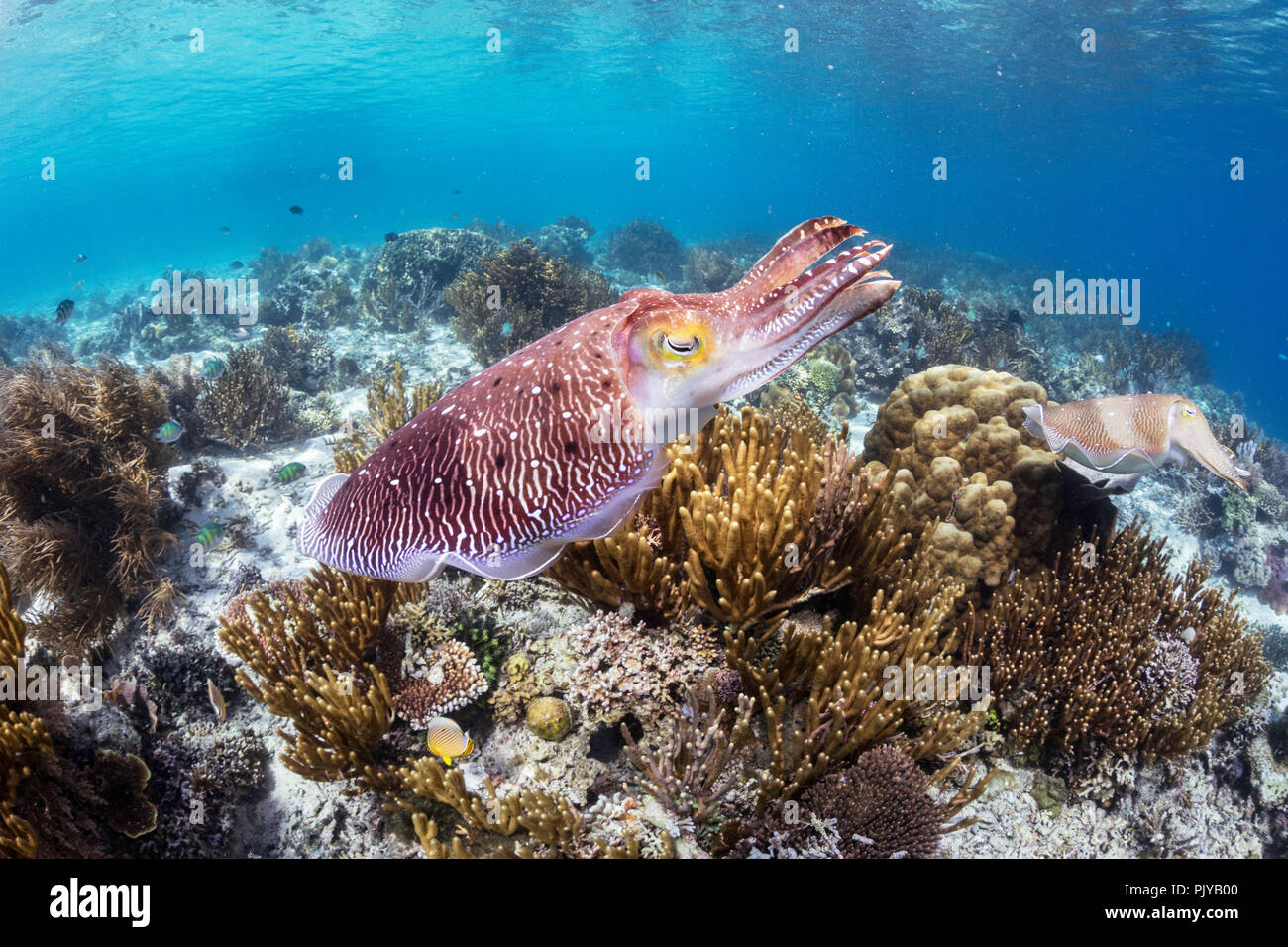 Adulto broadclub Le Seppie Sepia latimanus, corteggiamento, Sebayur isola mare Flores, Indonesia Foto Stock