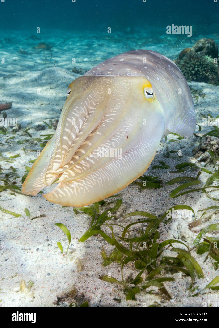 Un adulto broadclub Le Seppie Sepia latimanus, sulla sabbia a Sebayur isola mare Flores, Indonesia Foto Stock