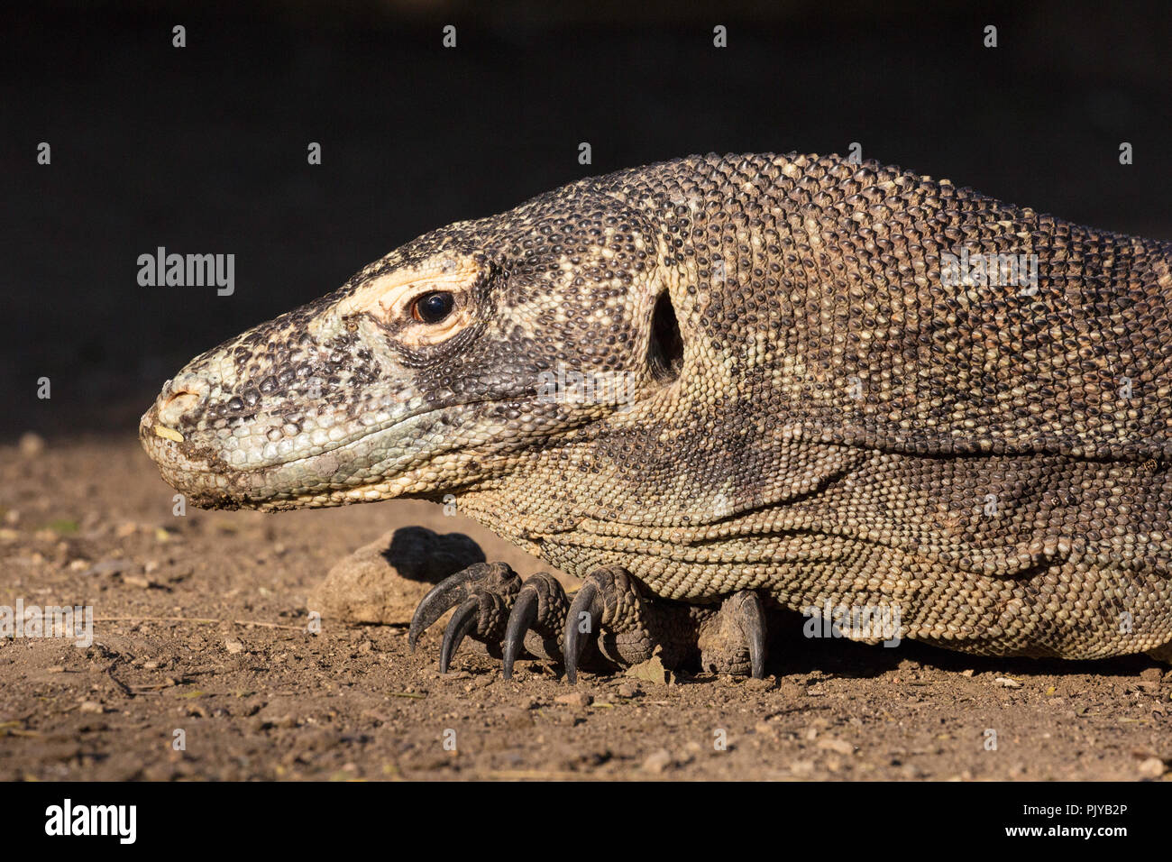 Adulto drago di Komodo, Varanus komodoensis, testa dettaglio, Rinca isola mare Flores, Indonesia Foto Stock
