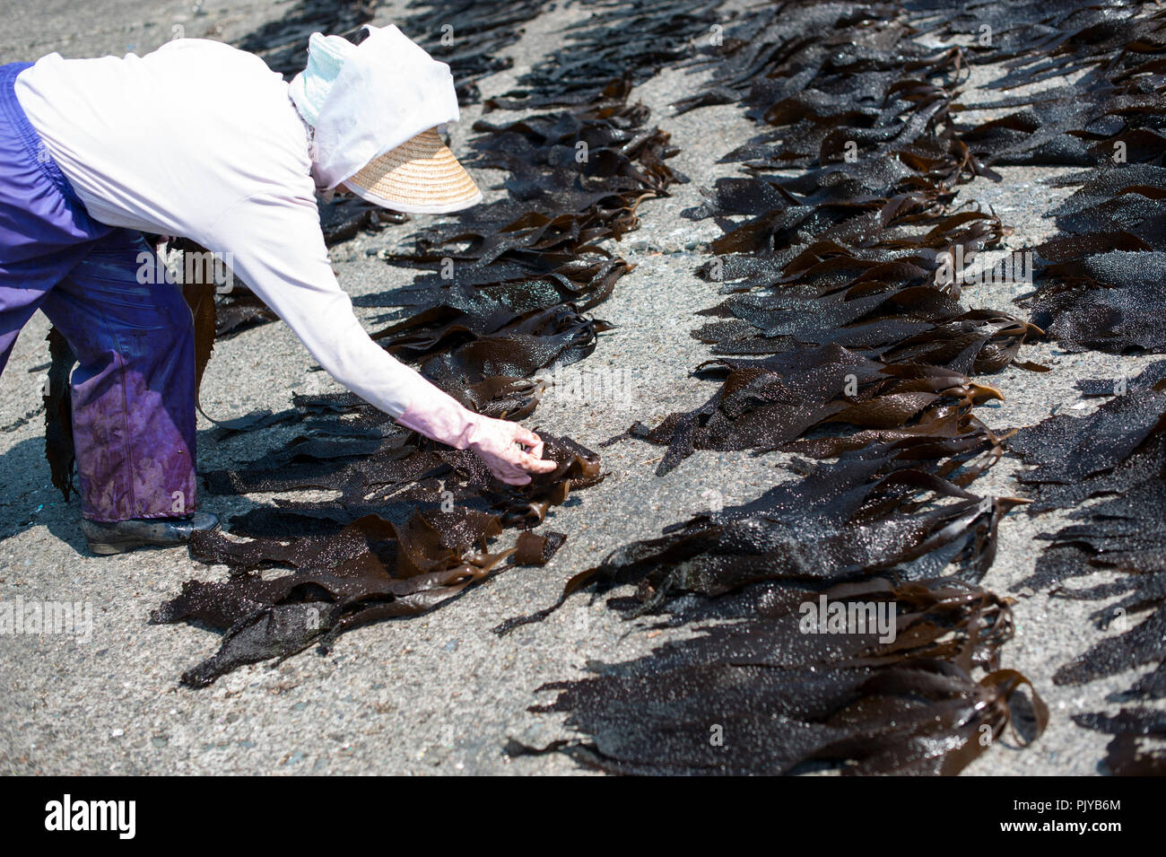 I lavoratori della pesca lay out raccolte le alghe ad asciugare su una spiaggia in Kurihama, Prefettura di Kanazawa, Giappone il 30 aprile 2009. Note collettivamente come kaiso ho Foto Stock