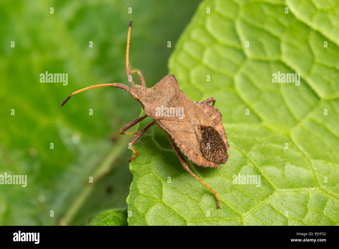Dock Bug, Coreus marginatus, Monmouthshire, Galles, Settembre. Famiglia Coreidae. Foto Stock