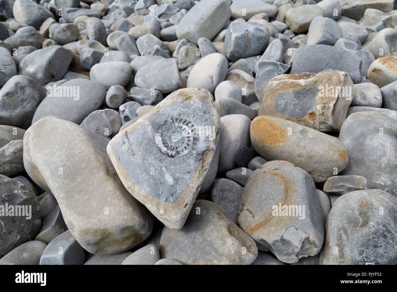 Ammonita fossili sulla spiaggia a Lavernock punto, Glamorgan, Wales, Regno Unito Foto Stock