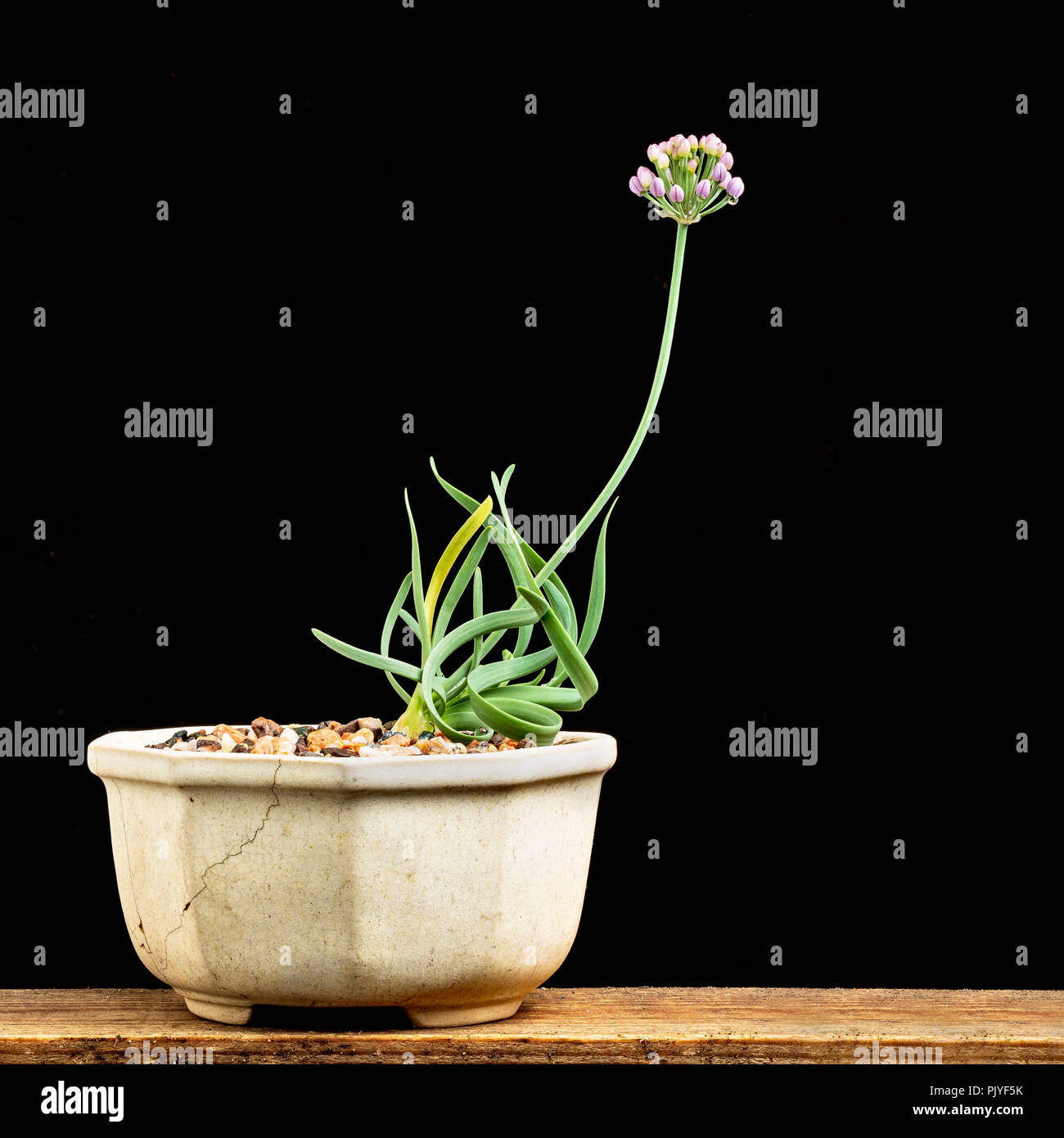 Allium senescens v. glauca, piantato in un vecchio piatto di bonsai. Foto Stock