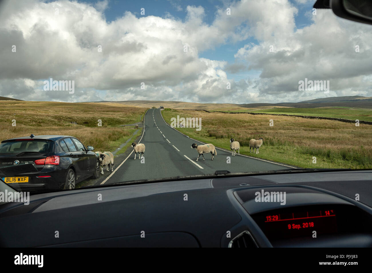 Yorkshire, Regno Unito. 9 Settembre 2018: il dramma nella tempesta nubi sul viadotto Ribblehead come il treno attraversa il Dales, pecore tenere alto il traffico lungo le strade B intorno al dales. Clifford Norton Alamy Live News. Foto Stock