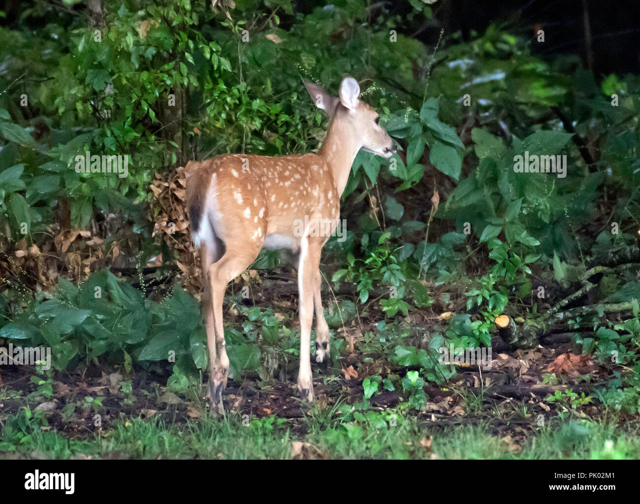 Un bianco-tailed fulvo, Odocoileus virginianus, fasi nell'ombra al crepuscolo, mostrando la sua immatura colorazione maculato. Foto Stock