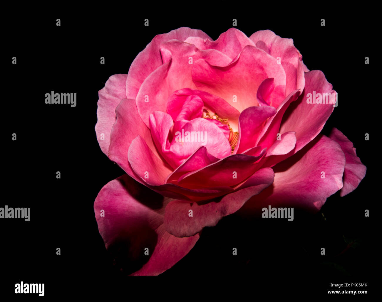 Rosa sul nero. Rosa rosa, fotografati contro uno sfondo nero. Foto Stock