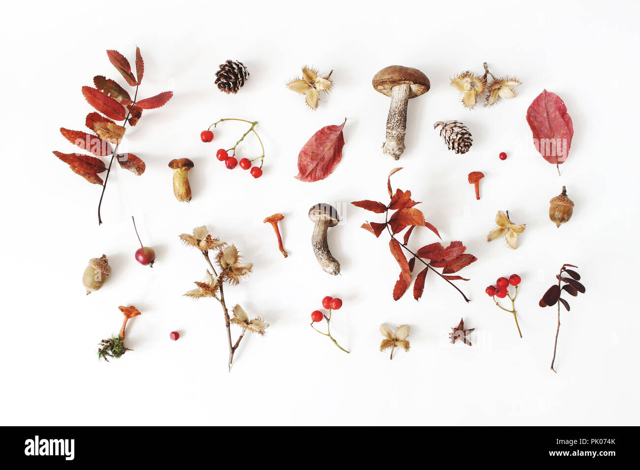 Autunno in stile disposizione botanico. Composizione di funghi, ghiande e pigne, beechnuts, colorato di foglie essiccate, poco le mele e rowan berreis sul tavolo bianco sullo sfondo. Progettazione di caduta, piatto laici. Foto Stock