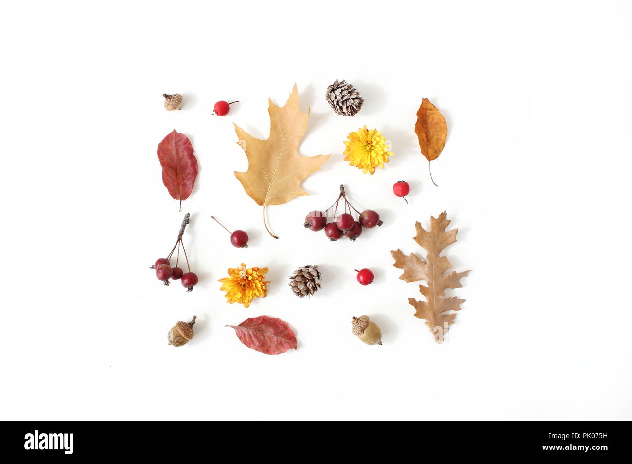 Autunno in stile disposizione botanico. Composizione del parco naturale de los Alcornocales, pigne, colorato secchi di foglie di quercia, poco mele e fiori di crisantemo bianco su sfondo tabella. Caduta concetto decorativo, piatto laici. Foto Stock