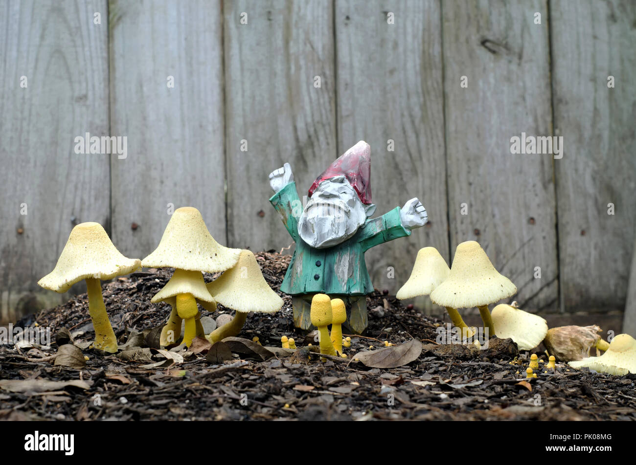 Vivere i funghi e gnomo da giardino insieme in una casa letto giardino, vista di uno. Foto Stock