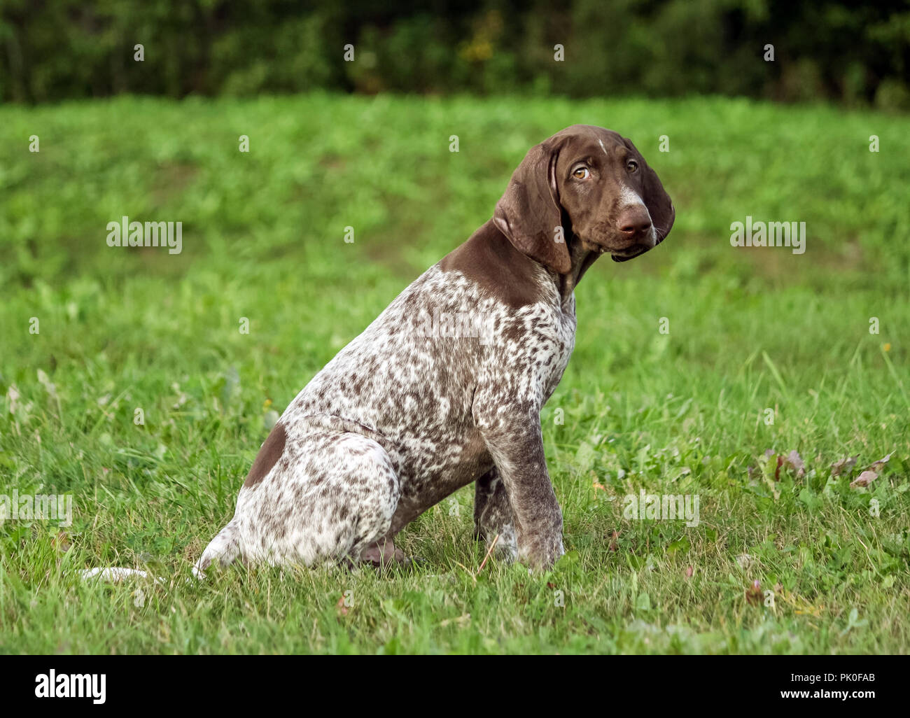 Il tedesco shorthaired puntatore, tedesco kurtshaar uno macchiato il cucciolo di sedersi sull'erba verde esterno, orecchie marrone e bianco in loco la colorazione, intelligente Foto Stock