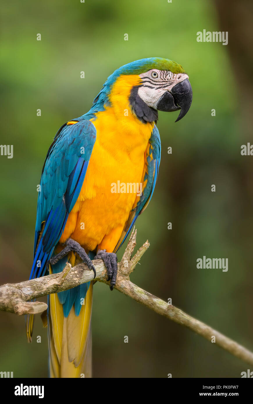 Blu-giallo macaw - Ara ararauna, grande bellissimo pappagallo colorato dal Sud America le foreste e i boschi. Foto Stock